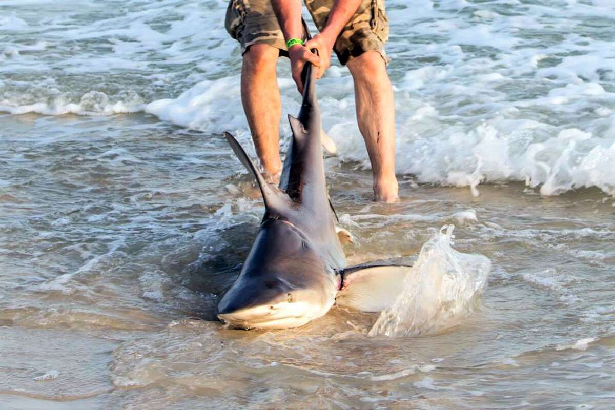 Нападают ли акулы в таиланде?
