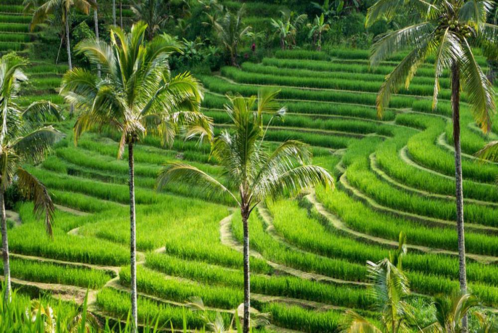 Рисовые террасы: балийские традиции выращивания риса, топ-5 известных полей и плантаций острова бали в индонезии, расположение террас тегаллаланг и джатилувих на карте