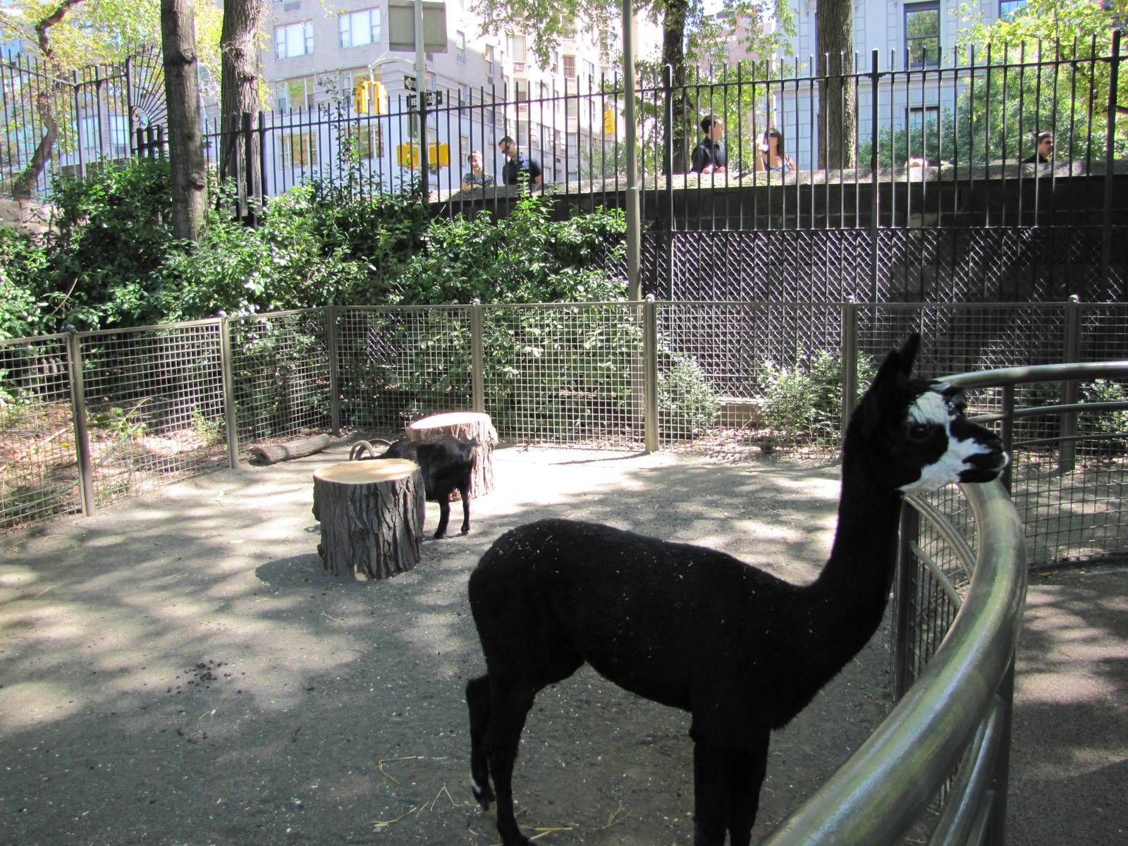 Зоопарка скачает телефон. Зоопарк в Нью-Йорке Центральный парк. Зоопарк центрального парка в Нью-Йорке. Зоопарк в Центральном парке Нью-Йорка. Зоосад в Центральном парке Нью Йорк.