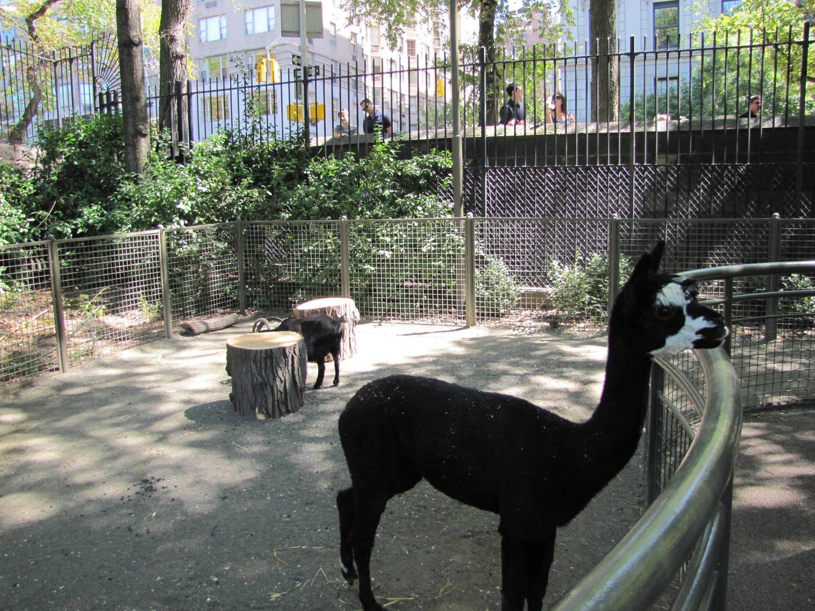 New zoo. Зоопарк в Нью-Йорке Центральный парк. Зоопарк центрального парка в Нью-Йорке. Зоопарк в Центральном парке Нью-Йорка. Зоопарк в Нью-Йорке Центральный парк животные.