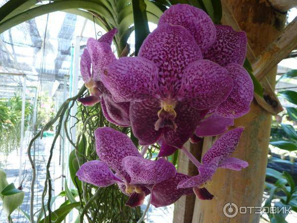 Тайские орхидеи: фото самых популярных видов и их отличительные черты, собенности ухода и пересадки из бутылки, а также советы по выбору и покупке растений