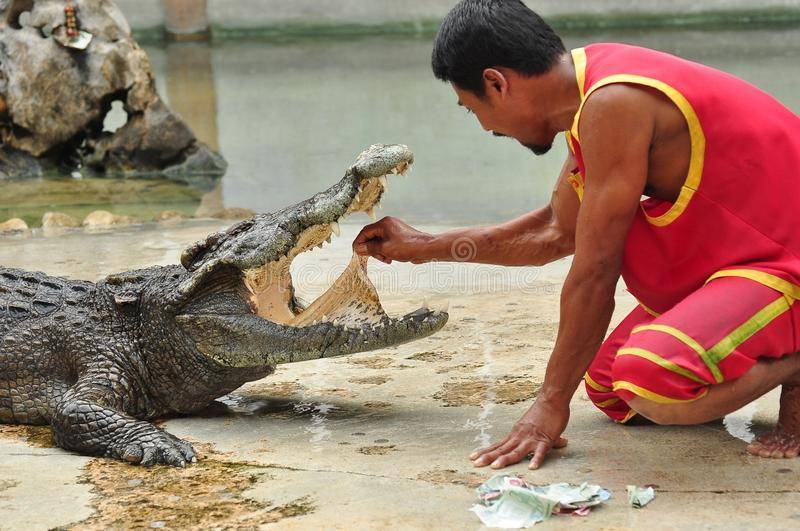 Есть ли в тайланде крокодилы