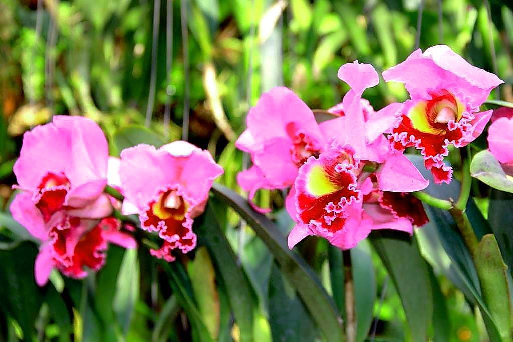 Ферма орхидей