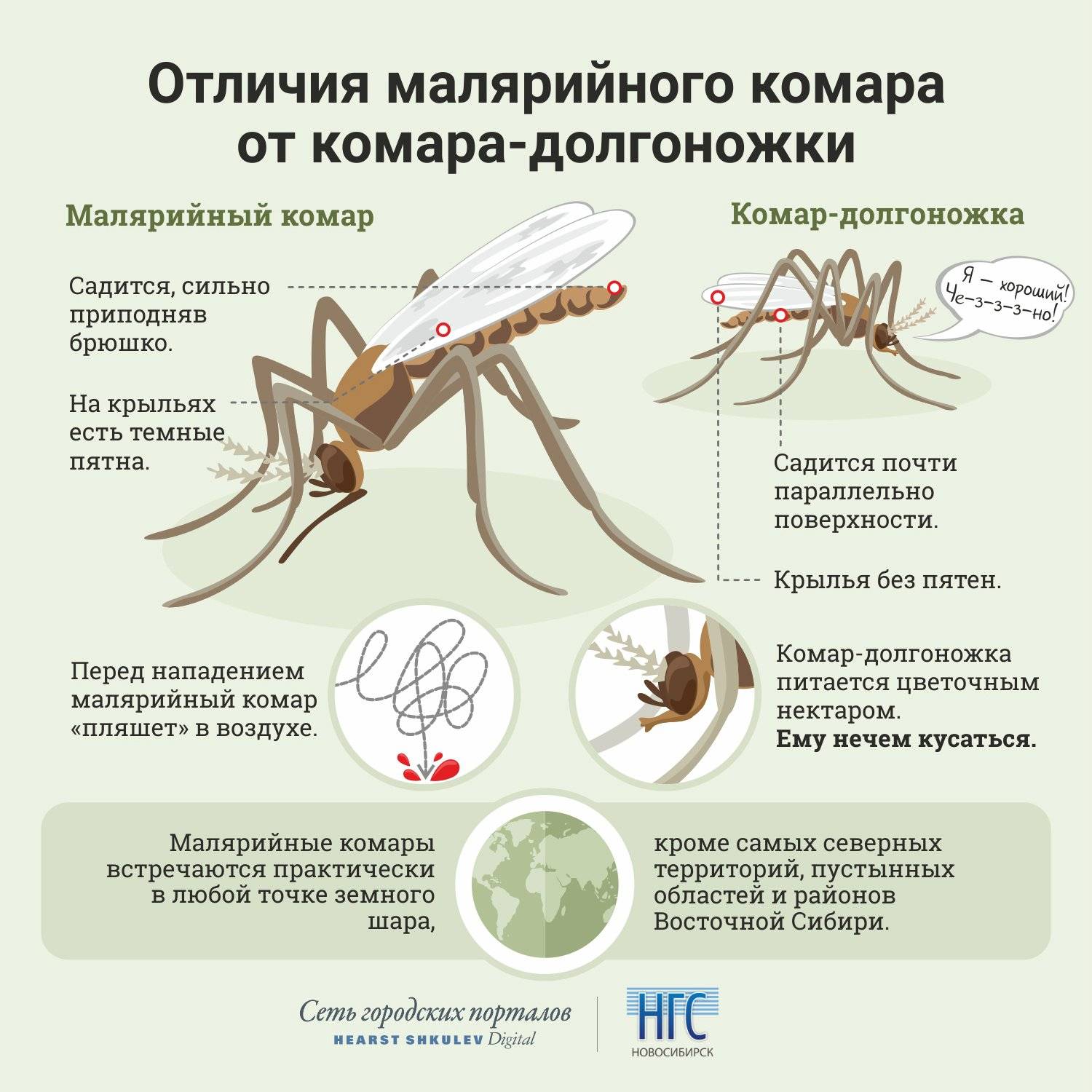 Малярией можно заразиться. Ареал распространения малярийного комара. Размножение малярийного комара. Основные отличия малярийного комара. Комар Пискун и малярийный комар отличия.