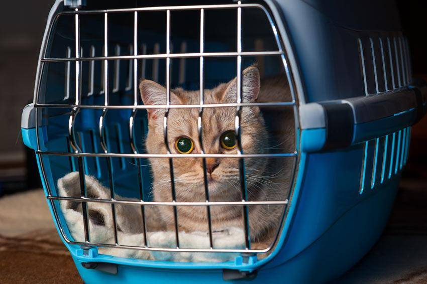 Перевозка кота в самолете: требования, документы, стоимость
