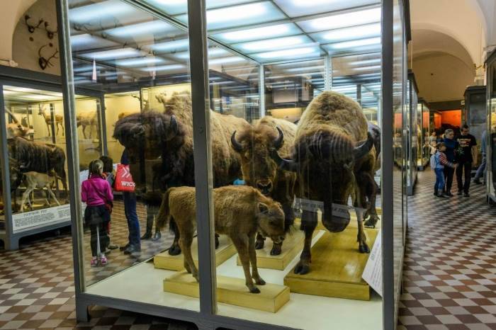 Зоологический музей в санкт-петербурге ⚜ интересно и детям, и взрослым