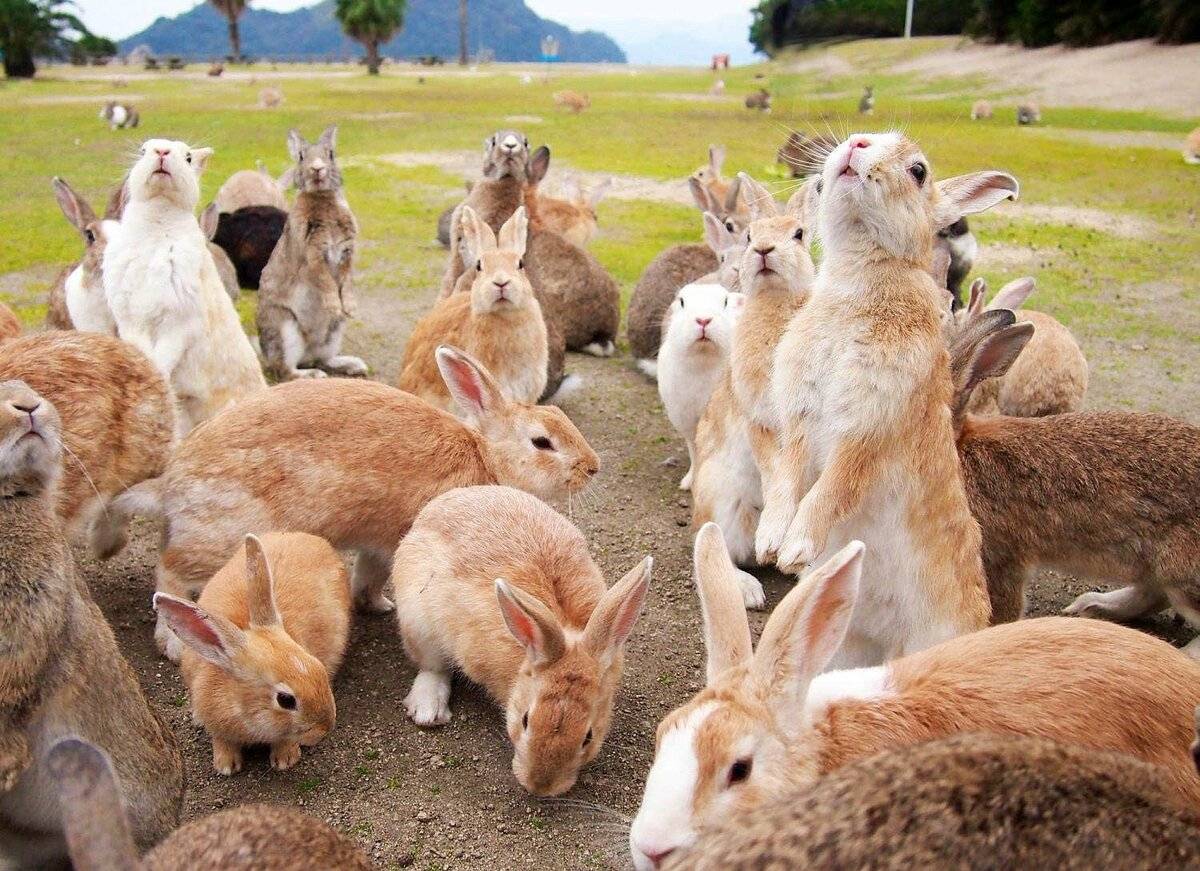 Остров кроликов окуносима: тайны, фото, видео