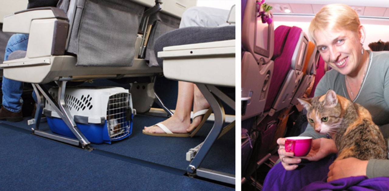 Перевозка кошек в самолете - правила авиакомпаний, выбор переноски, подготовка документов