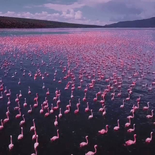 Озеро накуру, фламинго и носороги озера накуру