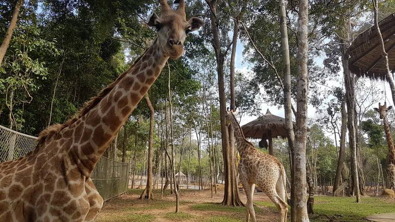 Vinpearl safari phu quoc | official website