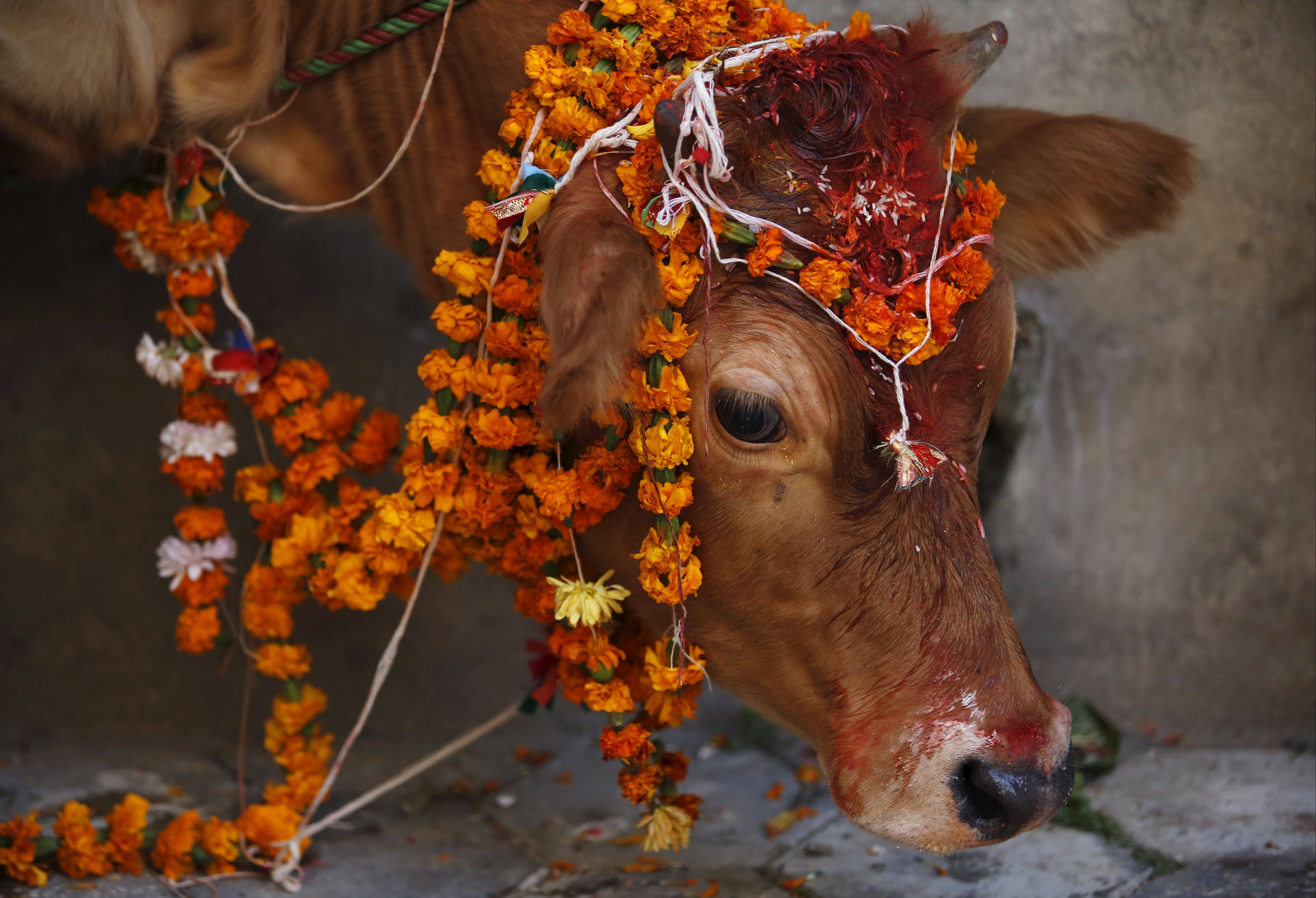 Священная корова в индии. разбираемся в индуизме и причинах поклонения