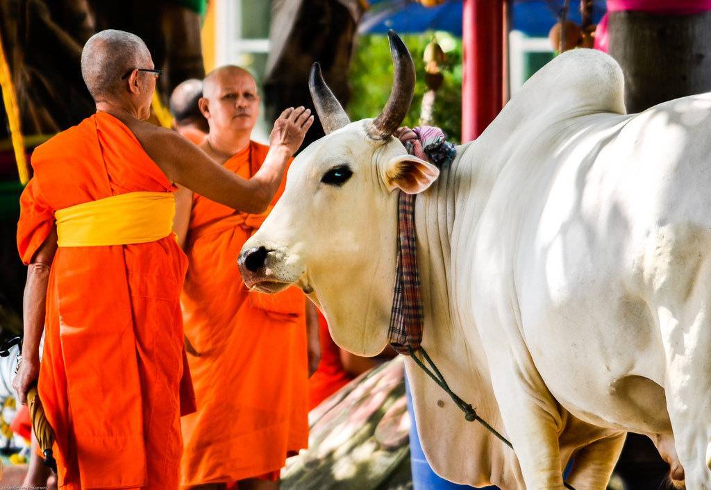Священное животное в индии: коровы и их почитание, легенды
