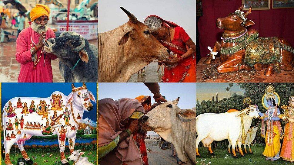 Священная корова в индии. разбираемся в индуизме и причинах поклонения
