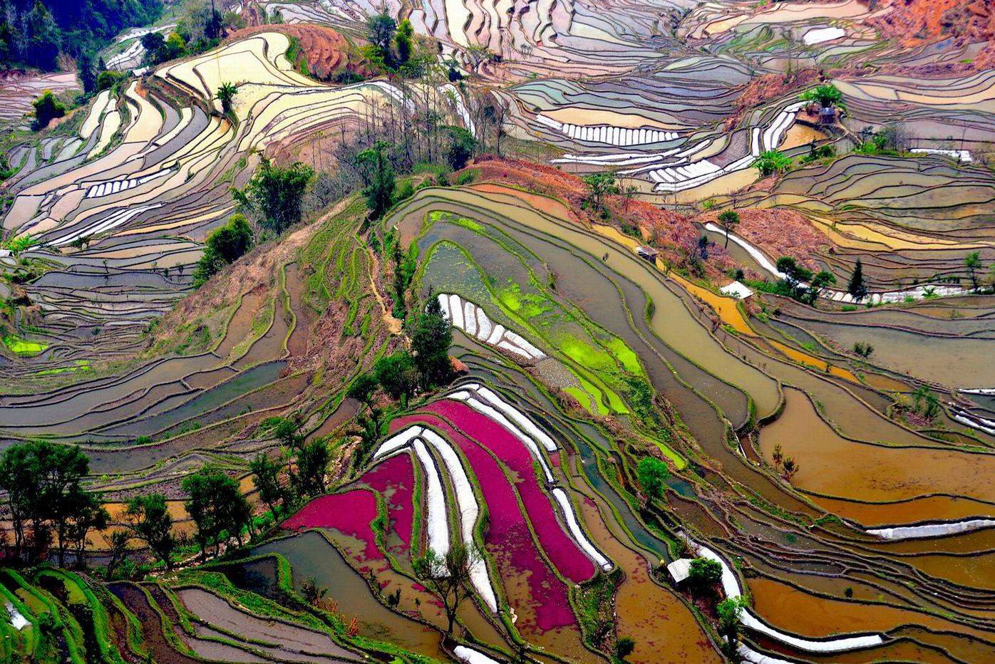 Китай: рисовые террасы / рисовые поля (фото) - cogito planet