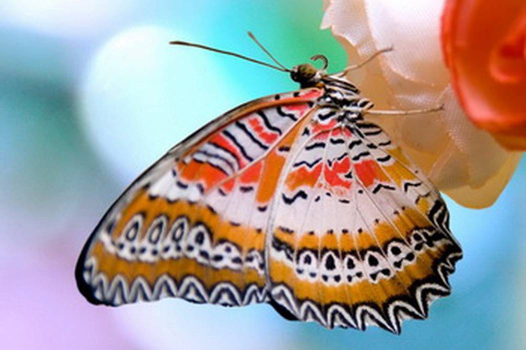 Бабочки в спб живые