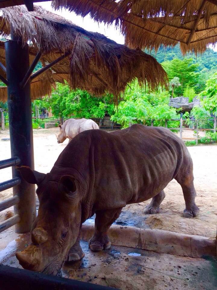 Кхао кхео зоопарк в паттайе — сафари в центре страны.