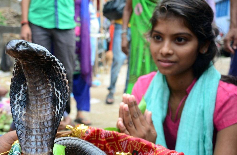 Фестиваль змей – как в индии почитают опасных рептилий?