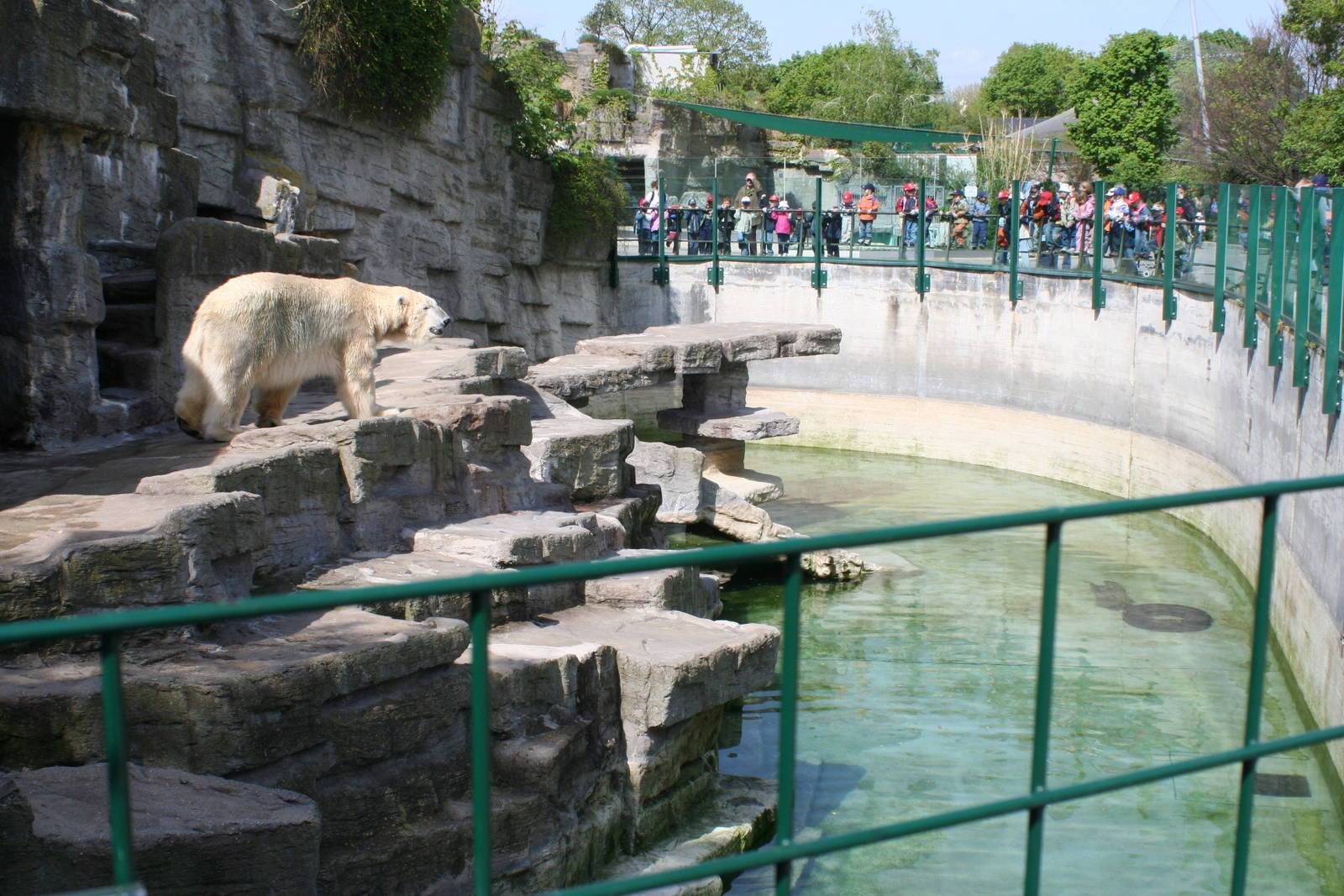 Зоопарк в чианг мае: милые панды и множество других животныхolgatravel.com