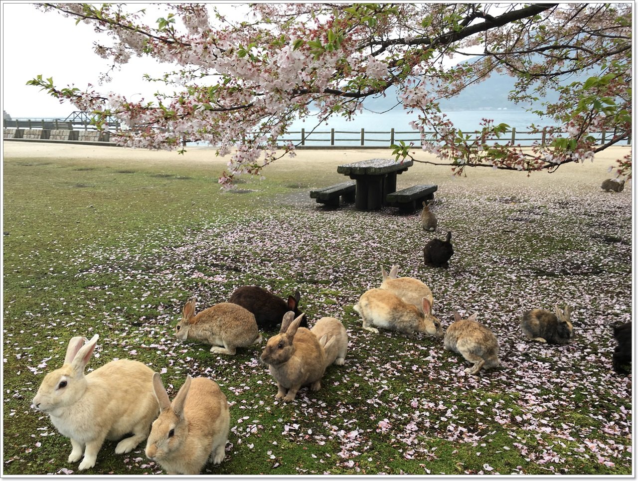 Невероятный кроличий остров - окуносима | мир домашних животных | дзен