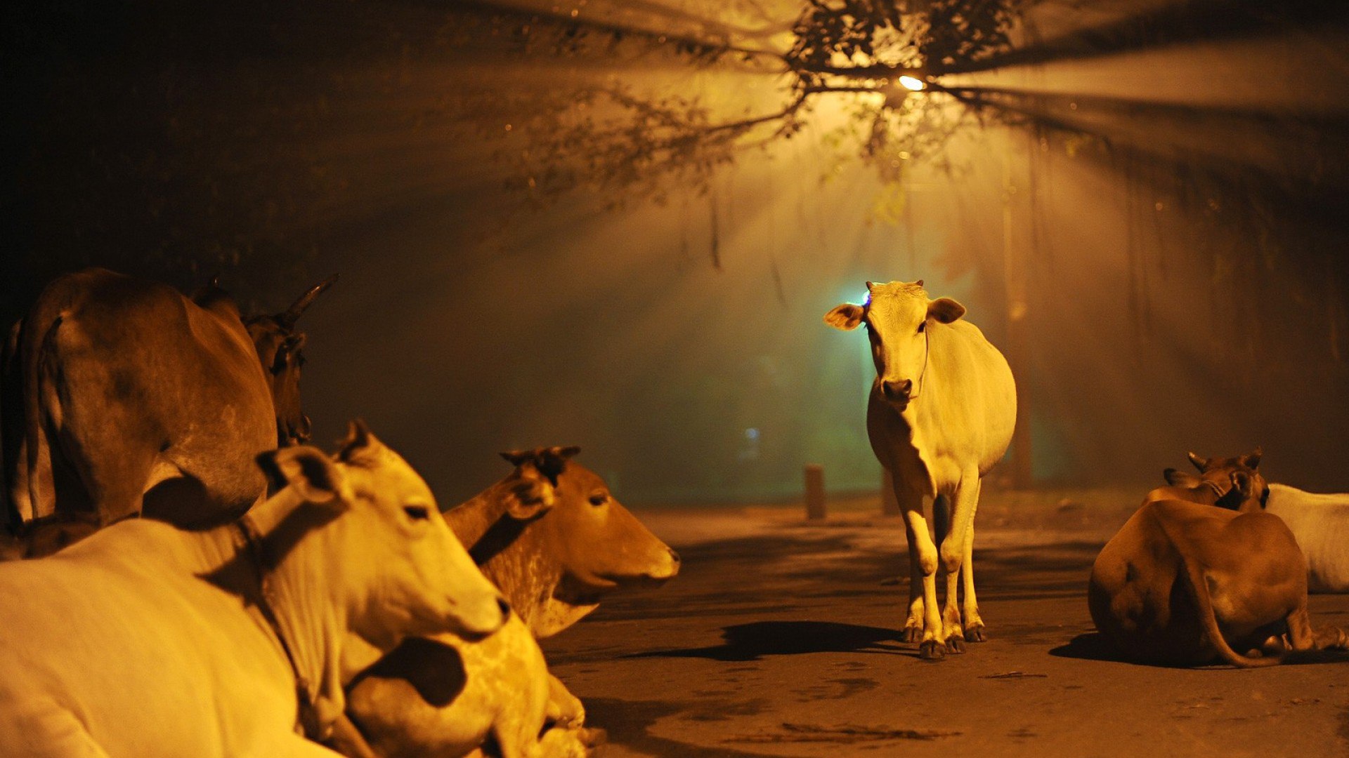 Понятие священная корова в индуизме, причины особого отношения к буренкам