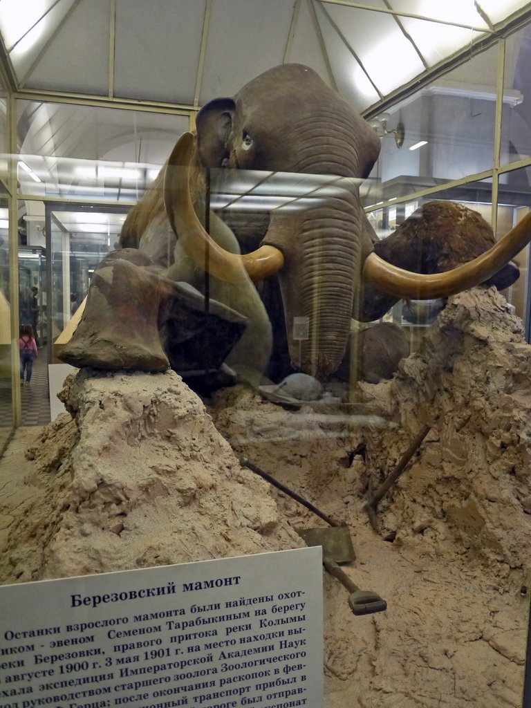 Зоологический музей санкт-петербурга — энциклопедия руниверсалис