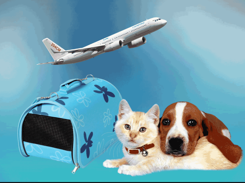 Перевозка животных с аэрофлот – новые правила