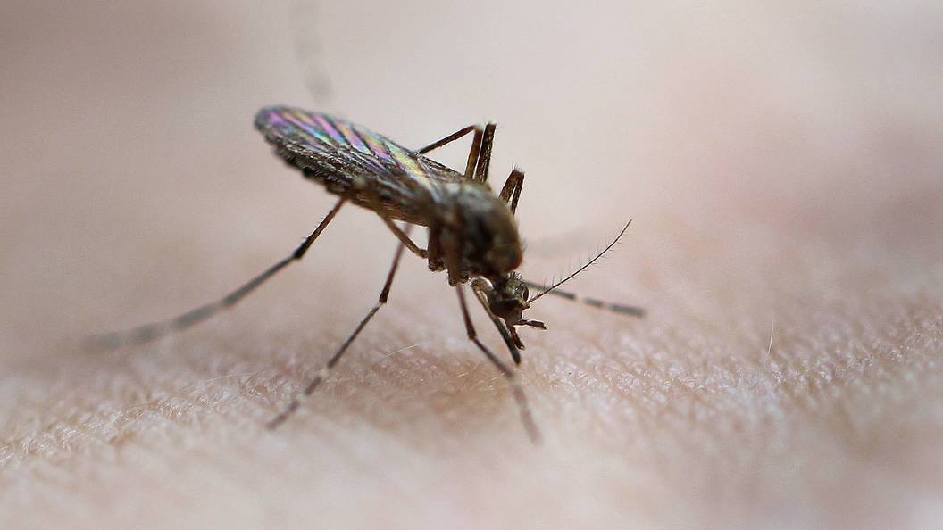 Лихорадка денге в тайланде - стоит ли бояться и как себя защитить