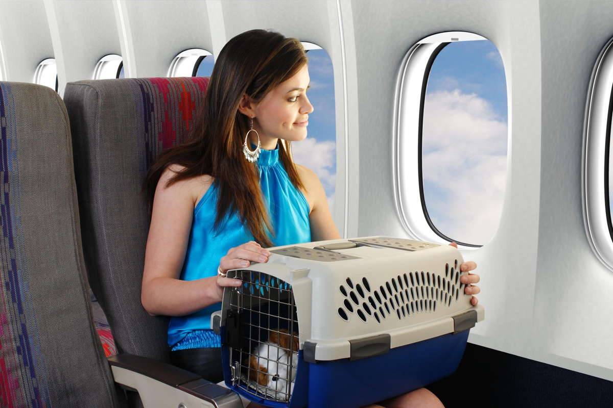 Как перевозить домашних животных в самолете в 2022 году