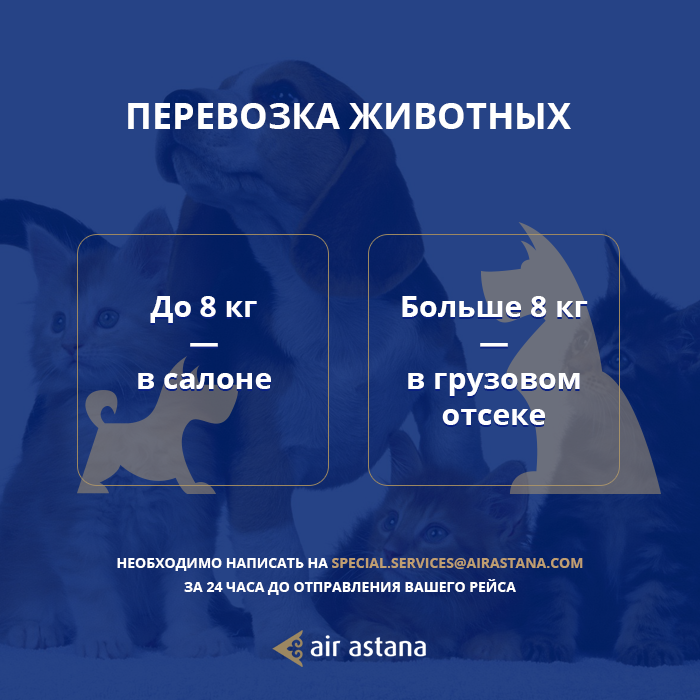 Все о перевозке животных в самолете авиакомпании аэрофлот: нормы, запреты