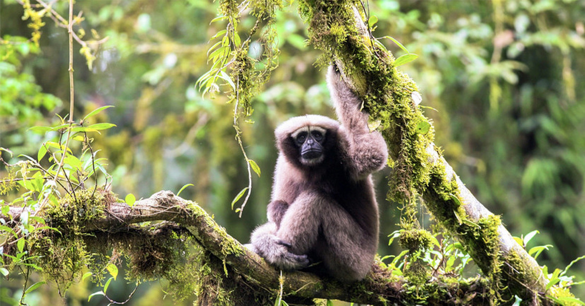 Экскурсии на остров обезьян в нячанге: стоит ли ехать, как добраться