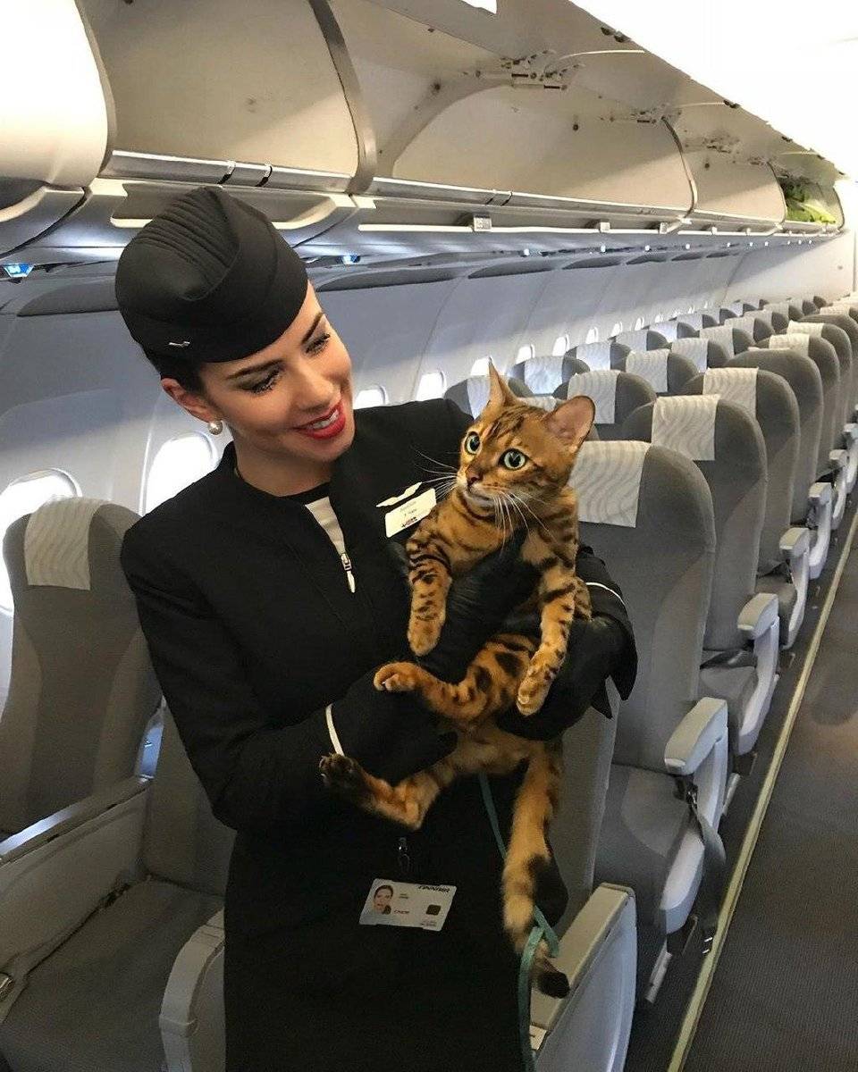 Как перевезти кошку в самолете