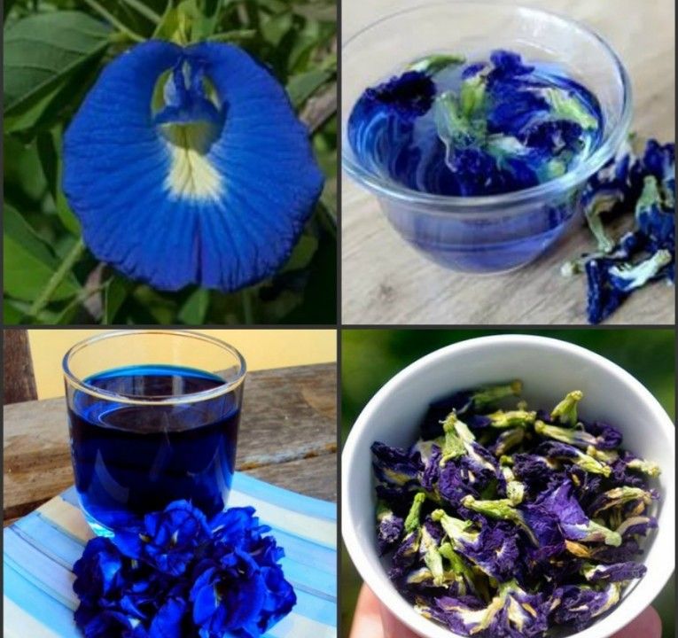 Тайский синий чай анчан: полезные свойства, секреты заваривания | chay guru | дзен