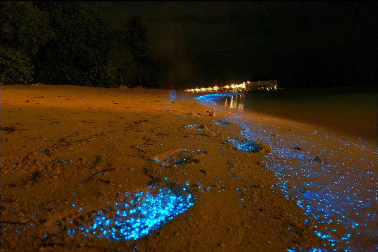 Биолюминесценция (свечение воды): остров ваадху на мальдивах
