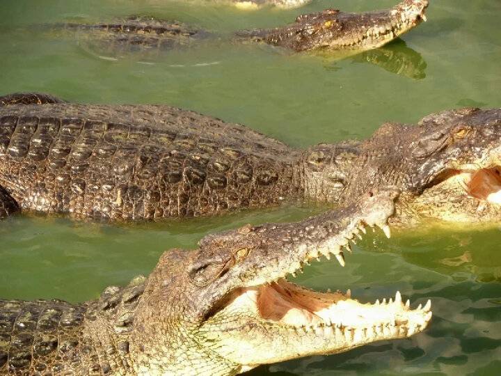 Крокодилы шри-ланки : виды, нападения на людей