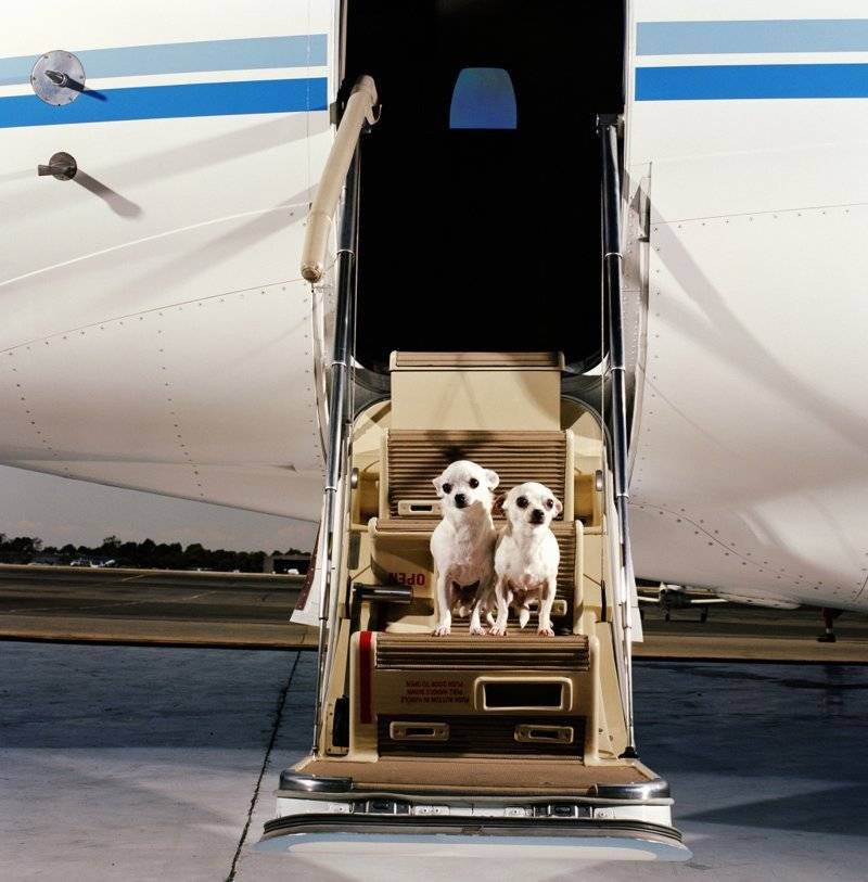 Собака в самолёте: как перевозить и что для этого нужно