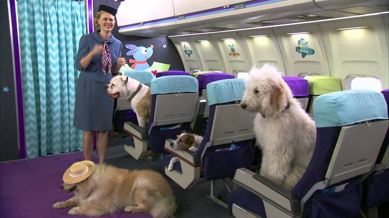 Все о перевозке животных в самолете авиакомпании аэрофлот: нормы, запреты