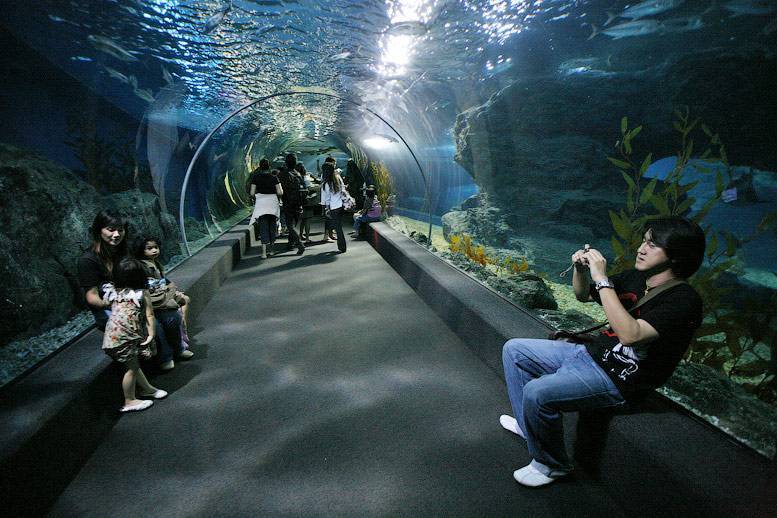 Океанариум siam ocean world в бангкоке - фото, обзор, как добраться, отзывы - достопримечательностиинфо.ру