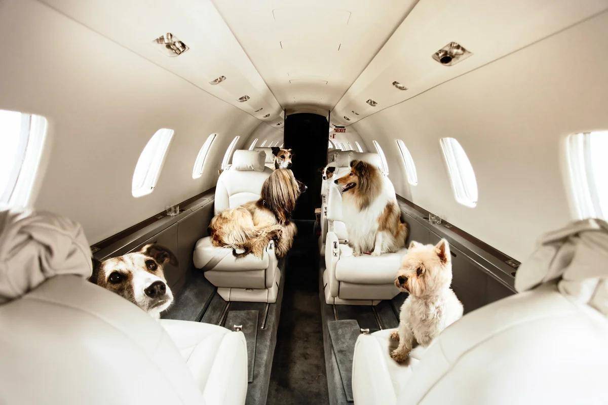 Перевозка животных в самолете