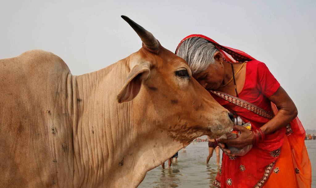 Почему корова – священное животное в индии? 2021