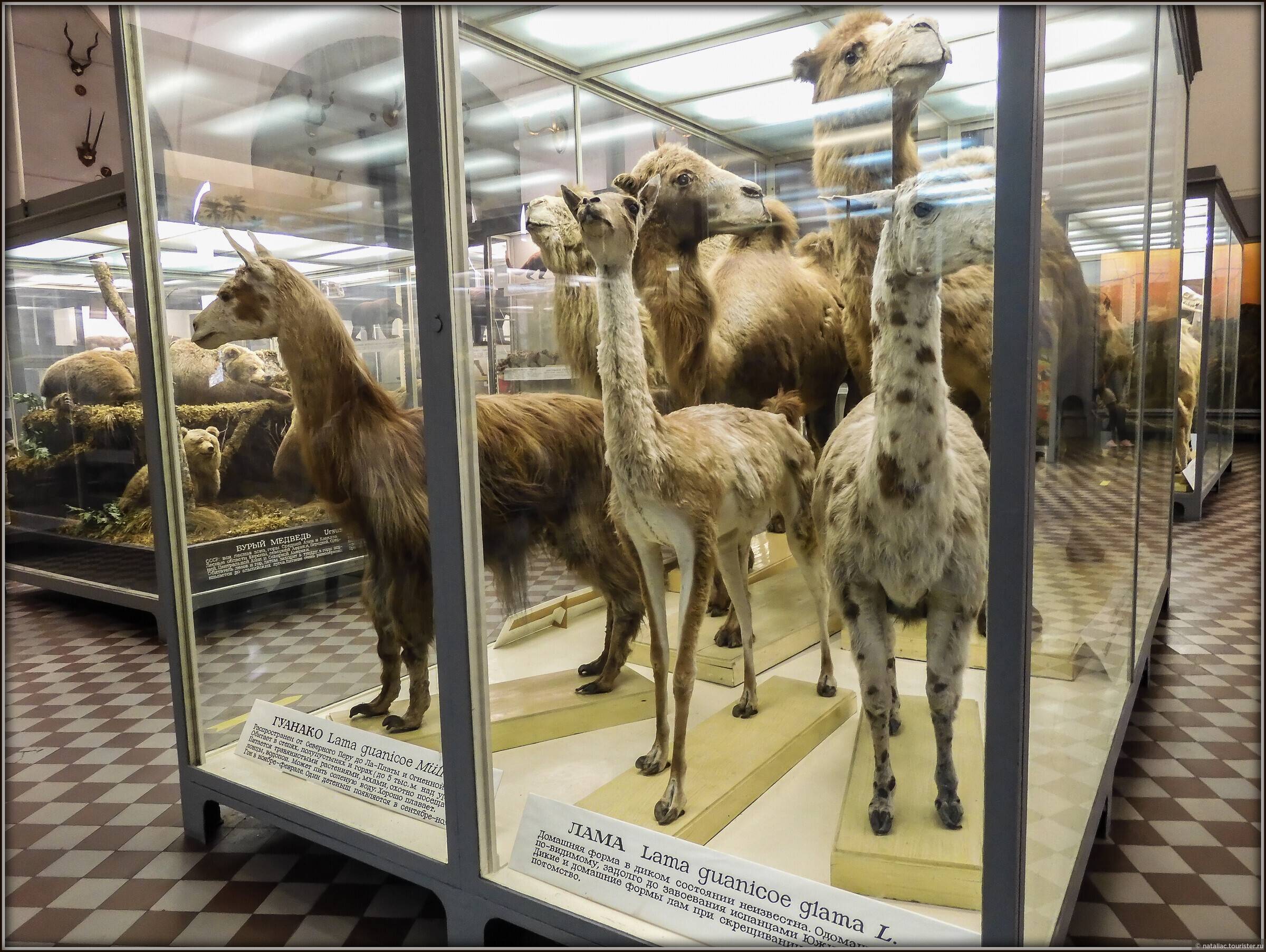 Зоологический музей санкт-петербурга для детей