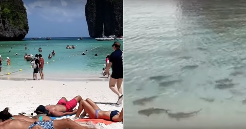 Есть ли акулы в тайланде | тайланд