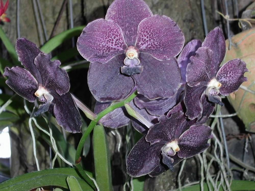 Ферма орхидей: описываем со всех сторон