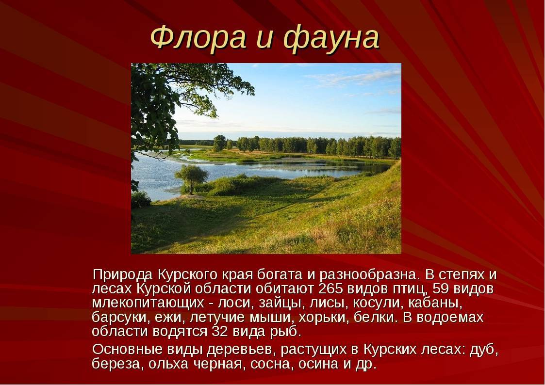 Проект родной край. Природа родного Курского края. Разнообразие природы Курского края. Природа Курского края презентация. Природа Курского края проект.