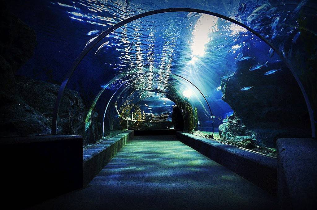 Потрясающий океанариум в бангкоке siam ocean world