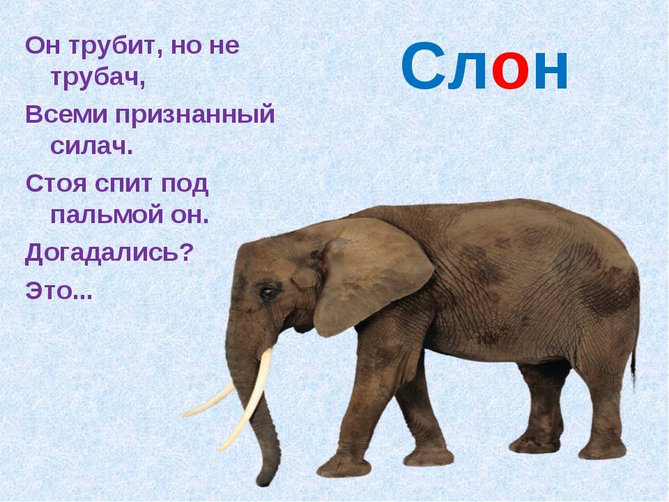 Слогон. Загадка про слона. Загадка про слона для детей. Загадка про слоника. Загадки о слонах.