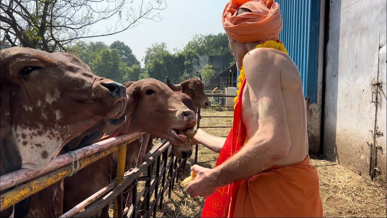 Почему корова священное животное в индии легенда. корова