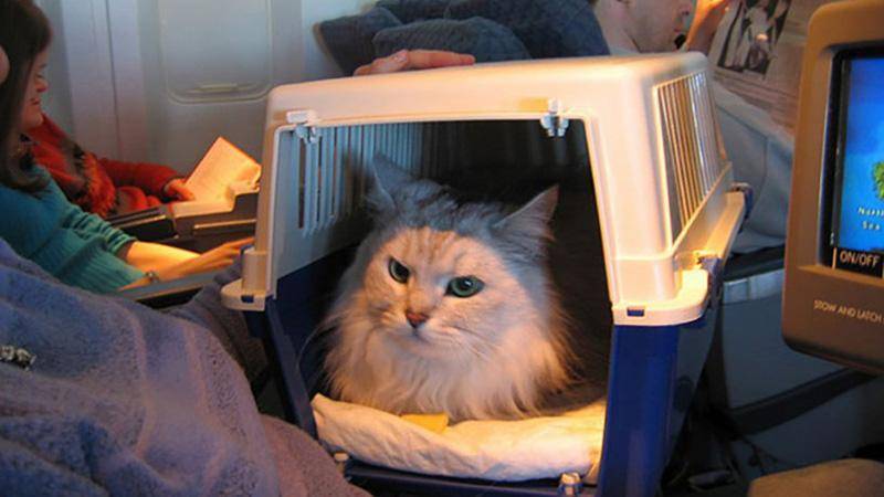 Перевозка кошек в самолёте по россии правила