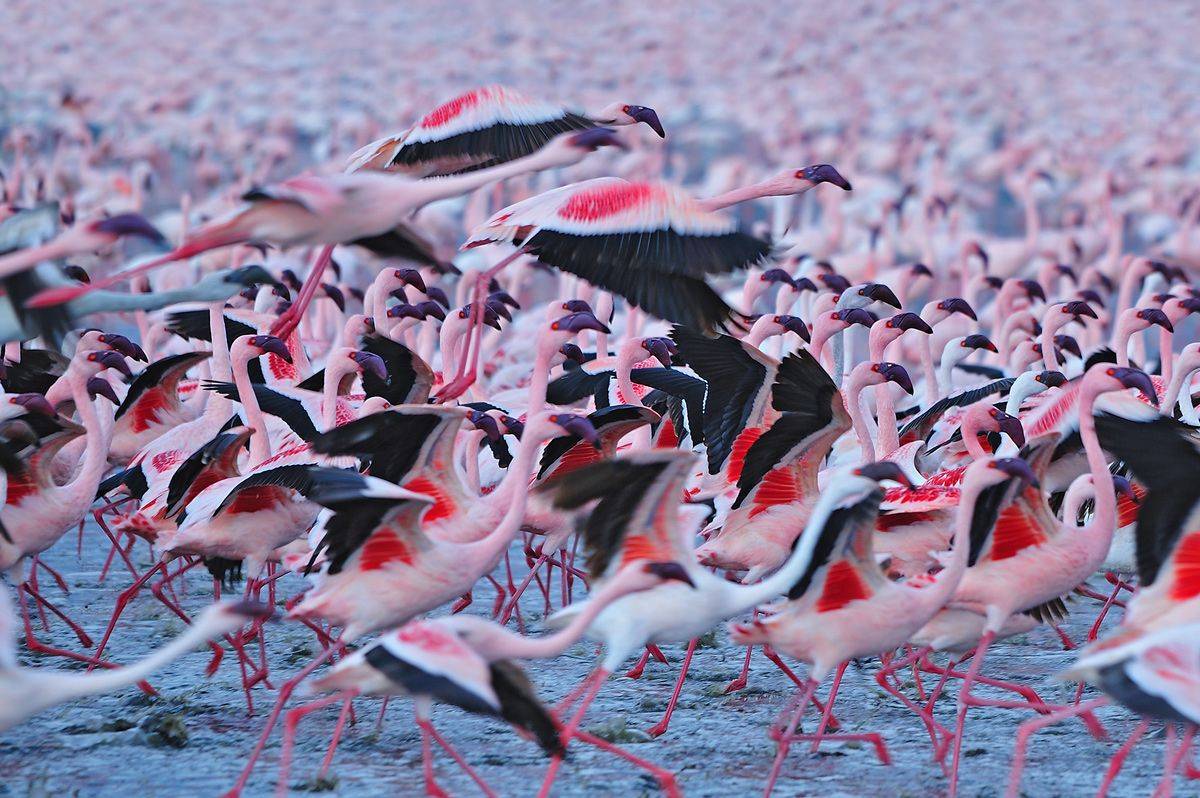 Озеро накуру и миллион фламинго. национальный парк озеро накуру, кения озеро накуру розовое
