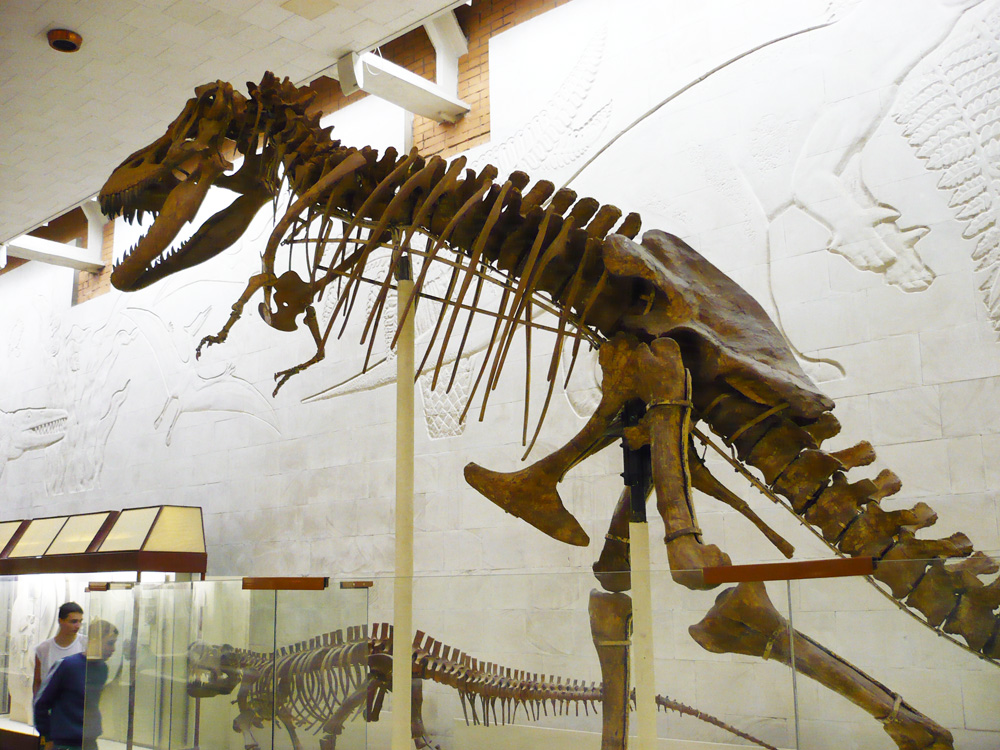 Палеонтологический музей в санкт-петербурге