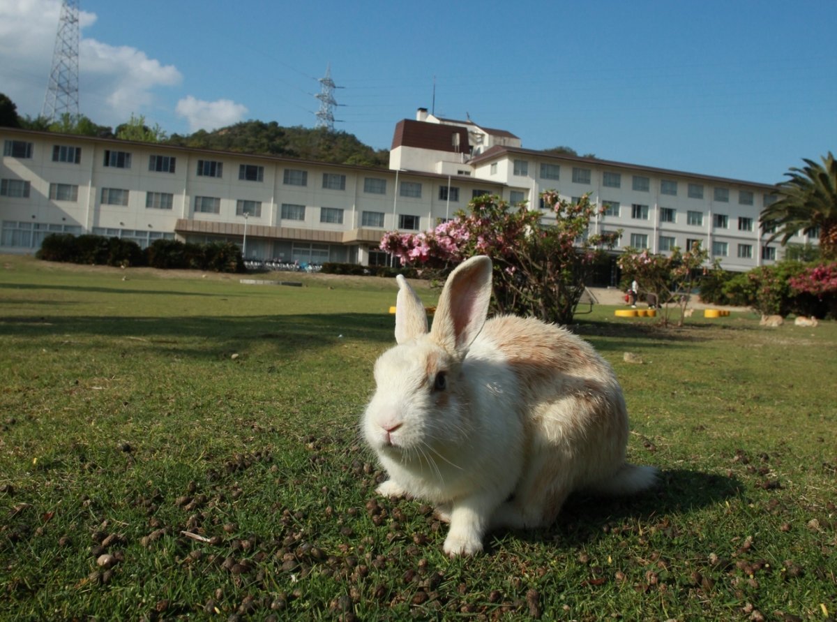 Остров окуносима. путешествие на «остров кроликов» в японии